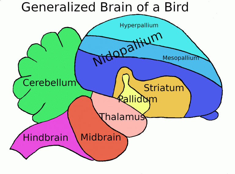 ساختار مغز پرندگان