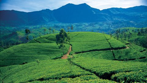 مزارع چای شنل منطقه تپه ای سریلانکا را پوشانده است.  آنها بخش زیادی از زیستگاه پلنگ را اشغال می کنند.
