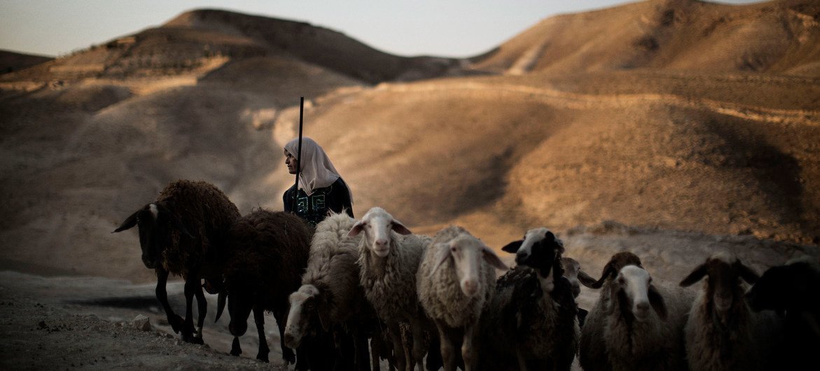 یک گله‌دار فلسطینی، گوسفندان را برای آب به یک مخزن بازسازی‌شده می‌برد.