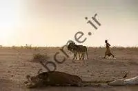 تغییر آب و هوا: رویکرد جدید مورد نیاز برای سنجش تأثیر سلامت حیوانات بر انتشار |