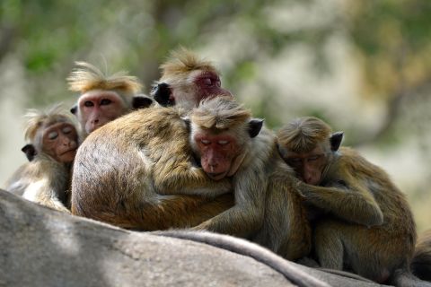 میمون های معبد سریلانکا در حال استراحت شایسته.