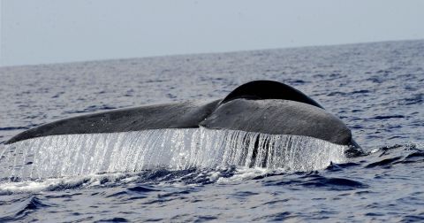 نهنگ های آبی - بزرگترین حیوانات روی زمین - در آب های سریلانکا شنا می کنند.