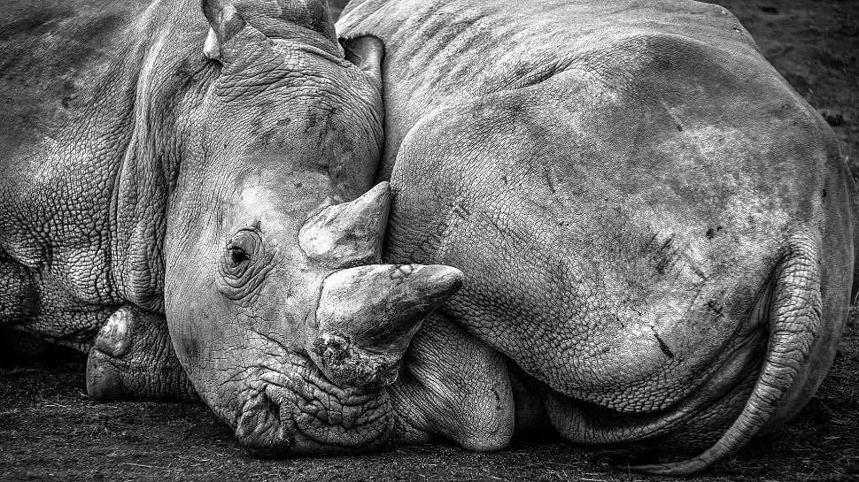 WWF هشدار داد که حیات وحش در خطر جدی است، تنوع زیستی از سال 1970 تا 69 درصد کاهش یافته است |  اخبار جهان